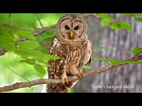 Barred owl vocals - Incredible hooting calls between male and female.