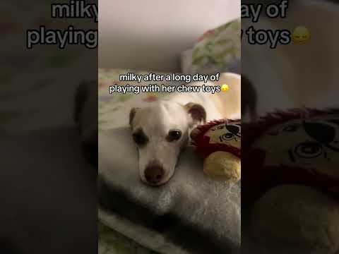 Tiring day of chewing toys🧸😮‍💨 #dogshorts #puppy #doggielife #funnydogs #dogs #doggie #dogslife