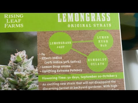 Sneaking a peek at season 3  LEMONGRASS from Humboldt seeds