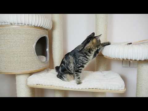 nursery SIGUR kurilian bobtail male ISHAN  SIGUR