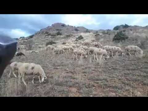 Farma demiri  svillare eperme