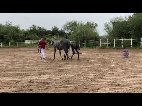 Nachwuchs 2019 - Hengstfohlen Quim v. Leovisto, Cancara, Calypso II, Maestose