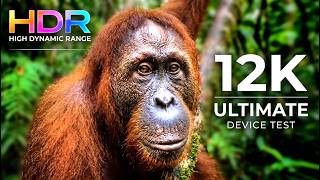 WILD ANIMALS in 12K ULTRA HD HDR 🦁 120fps Dolby Vision (4K / 8K TV)  Dolby Vision Test