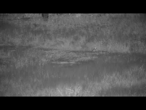 Djuma: Large Puff Adder in grass being followed closely by Water Thick-knee - 20:16 - 04/19/19
