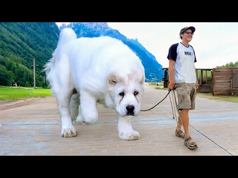 The 10 Most Gorgeous White Dog Breeds