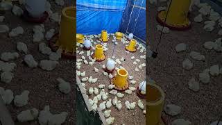 Download lagu ternak ayam broiler skala kecil mp3