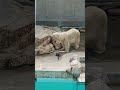 20240324とけてきて食べやすくなった？鮭を味わうユキ 男鹿水族館gao ホッキクグマ 浜松市動物園