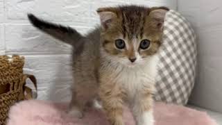 スコティッシュフォールドの動画01