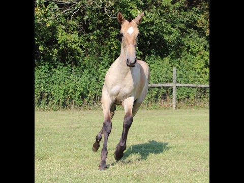 Fenix EAS - 2017 ANCCE Inscribed PRE Andalusian Colt for Sale
