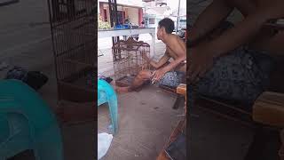 Download lagu Cara Ampuh Menjinakkan Cucak Ijo #mr.doddy mp3