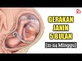 GERAKAN JANIN 5 BULAN AWAL BUMIL RASAKAN GERAKAN JANIN