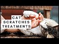 My Cat Scratched Me What Should I Do Now
