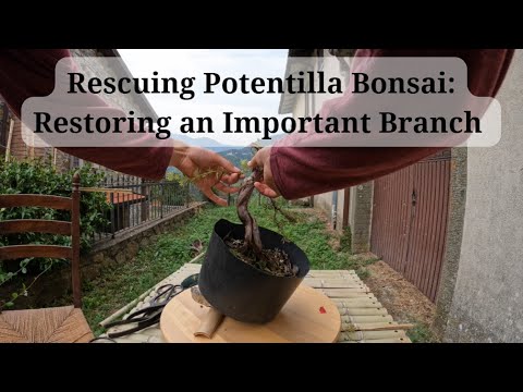 #4 Trying to Rescue my Potentilla Bonsai: Restoring an Important Branch After Vacation Setback