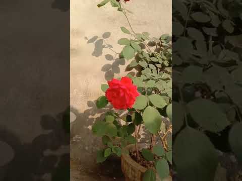 Rose 🌹🌹 flowers viral video# like and subscribe my channel