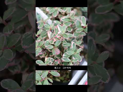 斑入り Eleagnus Maculata Aurea、斑入りウチワシャレフ、Elaeagnus pungens 'Maculata Aurea'