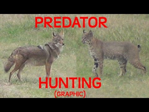 Hunting Predators- Bobcat and Coyote (GRAPHIC!)