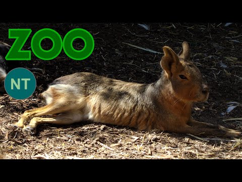 Mara patagónska (Dolichotis patagonum) — Mammals #014