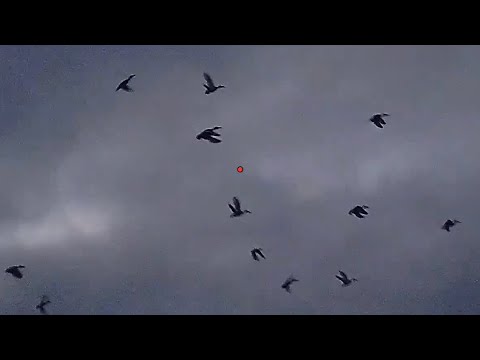 Northern Nevada Duck Cloud! ShotKam