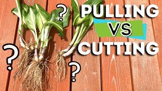 How to Divide Hostas 3 Ways  | Splitting Roots | Garden Tips