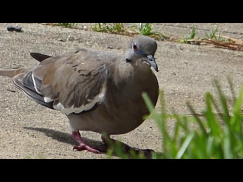nature in my backyard episode 198 (HD)