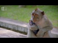 jamaican voice over of monkey stealing #monkey