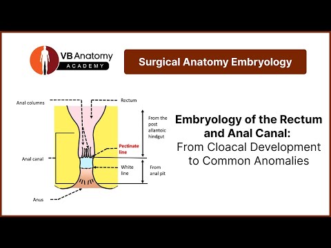 Embryology of the Rectum and Anal Canal: From Cloacal Development to Common Anomalies
