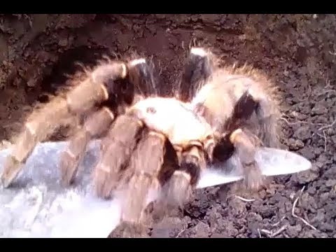 Đi đào con nhện đất hiếm có dùng để làm thuốc 2019.