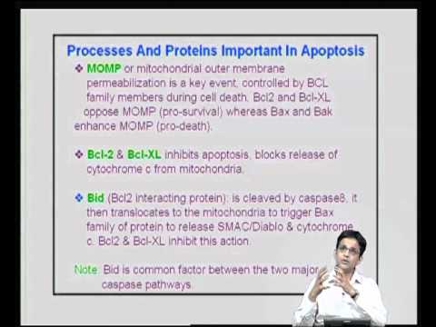 Mod-15 Lec-29 T cell survival