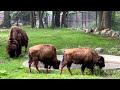 Detroit Zoo Welcomes Two New Bison