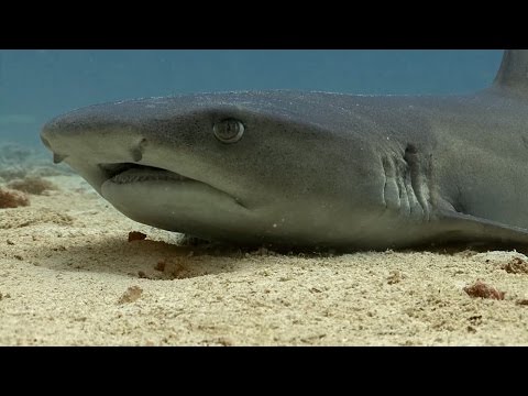 Whitetip Reef Sharks | SHARK ACADEMY