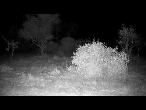 Djuma: Genet on the prowl with a Bat flying around it - 23:23 - 07/19/21
