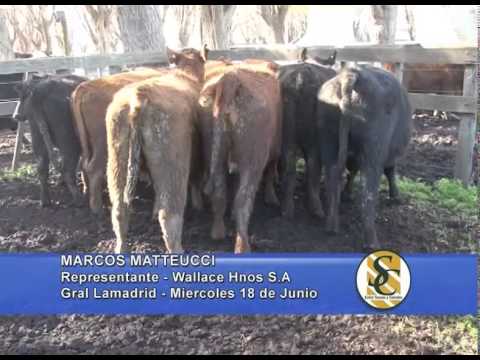 Wallace Hnos. S.A. - Gral. La Madrid - Marcos Mateucci - 18/06/2014
