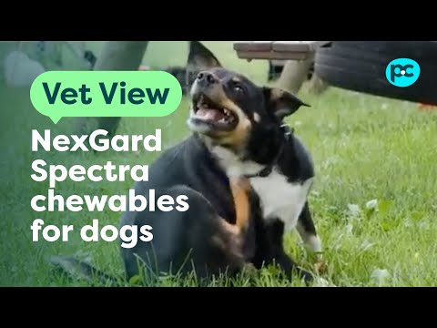 Nexgard Spectra Chewable Tablet