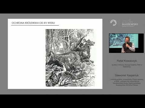 Lasy pierwotne i stare drzewostany. Puszcza Białowieska - ostatnia wyspa pierwotnej przyrody.