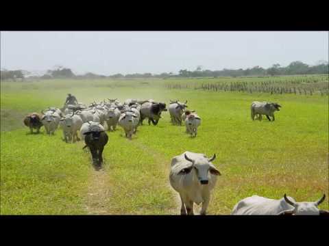 Adilia Castillo   Rosalinda   Colección Lujomar