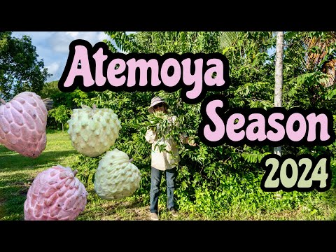 Atemoya Season 2024!
