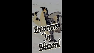 🐧 Emperor Penguins in Blizzard 🧊 #Shorts