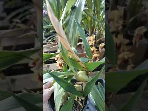 ZAP 11940050033 pedido de Flávia de Goiás @Mais Orquídeas #flores #plantas #orquideas #jardim