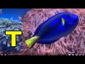 ALPHABET ANIMALS PHONICS ALPHABET SONG Part 103 SEA WATER ANIMALS EDUCATIONAL CHILDREN