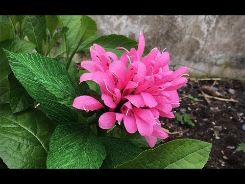 ABC TV | How To Make Justicia Carnea Paper Flower - Craft Tutorial