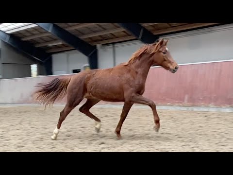 2019 Filly (Revolution / Sandro Hit / Don Schufro)