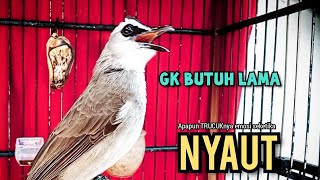 Download lagu TRUCUK BETINA Memanggil lawan, pancingan trucuk agar BUNYI GACOR  mp3