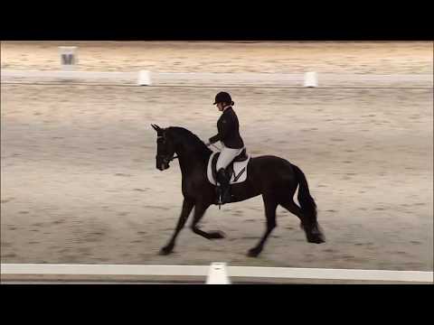 Hengstenkeuring 2018: vrijdagprogramma