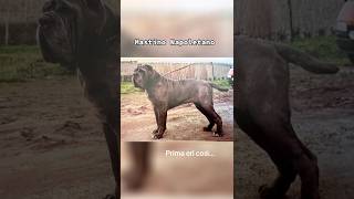 Download lagu Mastino Napoletano, meglio ieri o oggi?🤔#mastinonapoletano #mastino mp3