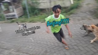 Download lagu Ngakak parah!!!!! Dikejar anjing karena sok jagoan🤣 mp3
