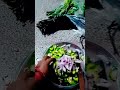 Morning Mein Kya Banaa Rahe Ho Dekhiae Trending Minivlog Viral Ytshort