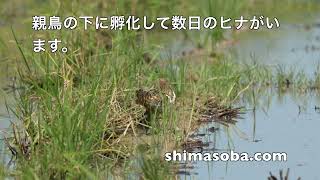 カンムリワシ幼鳥、タマシギ親子ほか(動画あり)