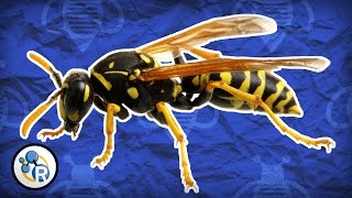 Why Do Wasps Attack? - Reactions Q&A