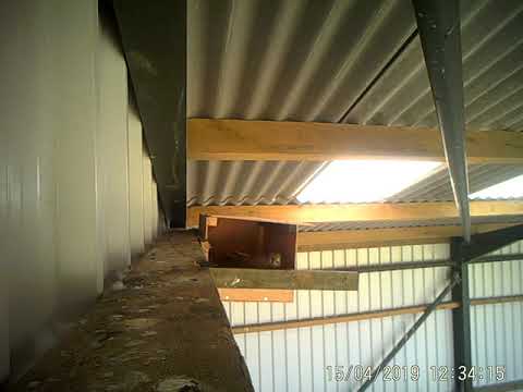 Female Kestrel takes to the nest box- 15/04/2019