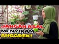 Cara Menyiram Anggrek di Kulit Kayu, Lumut, dan Bahan Lainnya